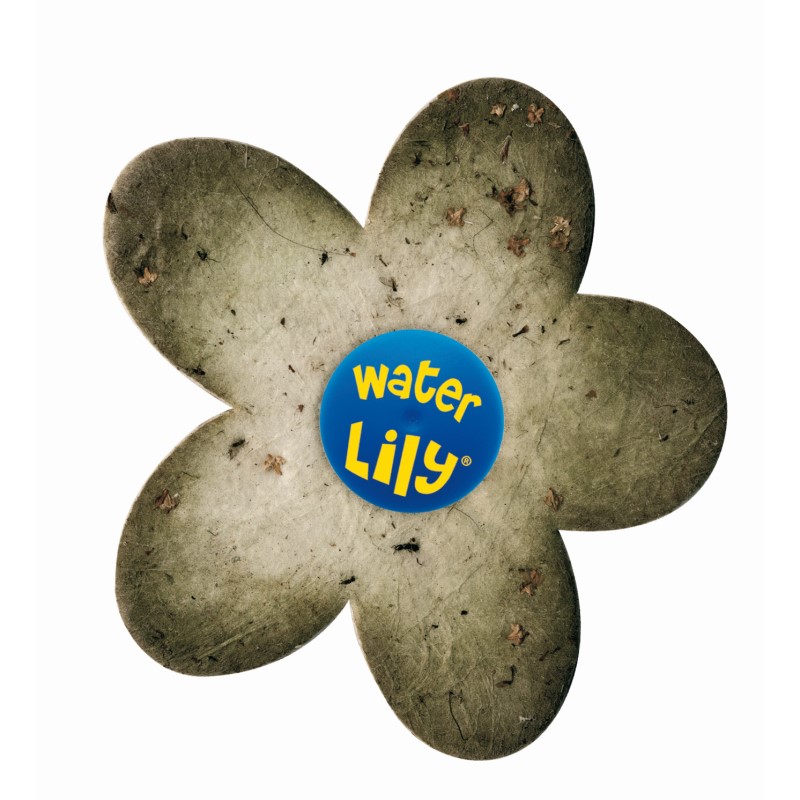 Water Lily